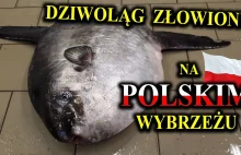 Samogłów - gigantyczna ryba wygladająca jak głowa z płetwami