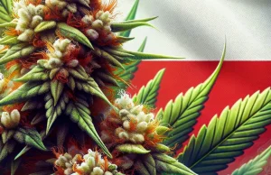 Apteki sprzedały 4,6 tony medycznej marihuany w Polsce w 2023
