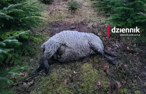 W masywie Ślęży drapieżnik zagryzł 13 owiec. Specjaliści potwierdzają: to wilk