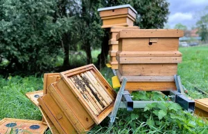 Akt wandalizmu. Zniszczono pasiekę. „Ktoś za pomocą gaśnic roztrzaskał ule”