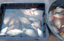 Czas na zakaz sprzedaży żywych karpi! Koniec z cierpieniem ryb!