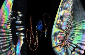 Zidentyfikowano białka w strukturach ucha wewnętrznego ryb sprzed milionów lat