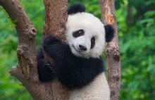 Wszystkie pandy na świecie należą do Chin