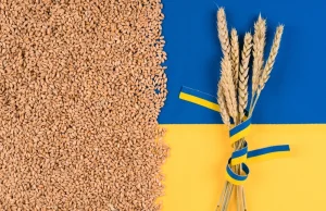 Kto eksportował produkty rolne z Ukrainy? TOP 10 największych firm
