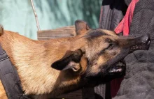 Mężczyzna śmiertelnie pogryziony przez psy: seria skandali w przeszłości