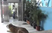 Ukryta Kamera - Tygrys na wolności