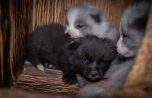 Śledztwo z ferm lisów i jenotów. Tak wygląda życie szczeniąt na fermach futrzars