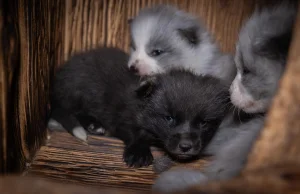 Śledztwo z ferm lisów i jenotów. Tak wygląda życie szczeniąt na fermach futrzars