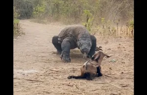 Waran z Komodo połknął całą kozę w ciągu zaledwie kilku sekund...