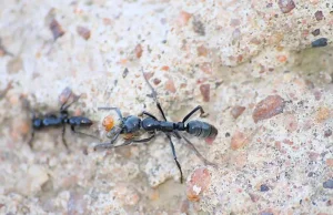 Mrówki potrafią rozpoznawać zakażone rany i leczyć je antybiotykami.