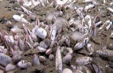 Niespotykane odkrycie na dnie oceanu. Takich organizmów jeszcze świat nie widzia