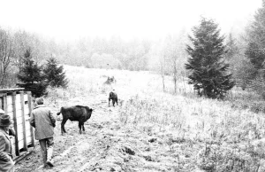 60 lat temu żubry wróciły w Bieszczady. Przyjechało 5 dziś jest ponad 700-set