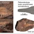 Pierwsze szczątki trematozaurów sprzed 250 mln lat z terenów dzisiejszej Polski