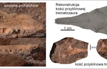 Pierwsze szczątki trematozaurów sprzed 250 mln lat z terenów dzisiejszej Polski