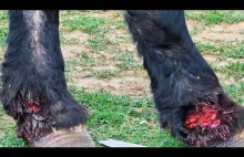 Cygańskie pastwisko i skrzydlata opieka weterynaryjna.