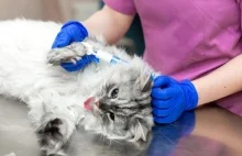 Tajemnicza choroba atakuje koty! Śmierć w ciągu doby