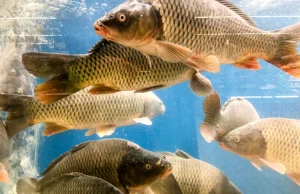 Koniec sprzedaży żywych karpi. Co z ustawą?