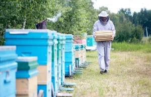 Pszczelarze mają problem. Wiele firm odmawia skupu miodu.