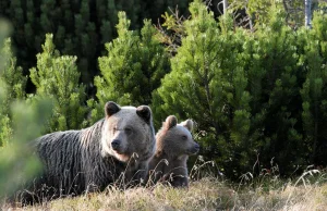 Tatry Niżne na Słowacji. "Niedźwiedź gonił 2 osoby". Nie żyje 31-letnia turystka