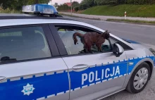 W Bartoszycach policjantów prowadzących kontrolę prędkości odwiedził kot.