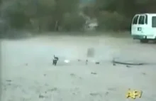 Pies strzelający do ludzi z wyrzutni!