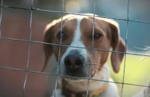 Kojce dla psów będę musiały być większe od mikrokawalerek