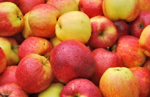 Polska jest największym producentem jabłek w UE, ale spożycie w naszym kraju nie