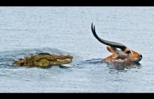 Krokodyl goniący antylopę w rzece