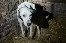 Urzędniczka urządziła horror 2 psom i 4 kotom