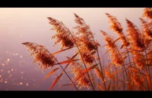 Uzdrawiające Dźwięki Dla Twojej Duszy