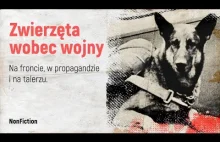 NIE MIAŁY WYBORU | Rola zwierząt w czasie wojny