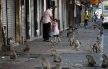 Małpy terroryzują turystyczne miasto. Na ulicach pojawili się policjanci z proca