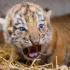 W opolskim zoo przyszły na świat 3 tygrysy syberyjskie.