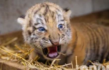 W opolskim zoo przyszły na świat 3 tygrysy syberyjskie.