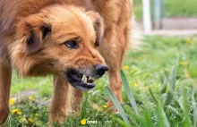 Ponad 35 tysięcy pogryzień przez psy w 2024 roku