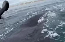 Wieloryb bawi się z człowieczkami