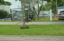 Kangur w Krakowie. Trwa obława na zwierzę