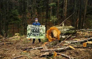 5800 tirów pełnych drzew wyjeżdża z polskich lasów każdego dnia! Premierze Tusk