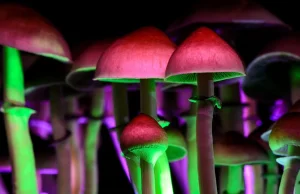 Politycy chcą badań nad grzybami halucynogennymi! Projekt ustawy...