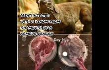 Po lewej mięso z ludzką śliną, a po prawej mięso z jadem z paszczy smoka komodo