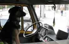 USA: Kierowca był tak narąbany gorzałą, że przesiadł się z psem by uniknąć kary.