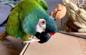 Pamiętacie Wielkie Mixy youtube z dawnego internetu?