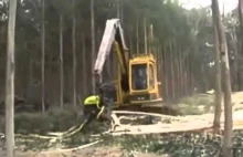 Szybkie wyrwanie drzewa