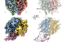 Naukowcy z UJ odkryli molekularny mechanizm hypuzynacji