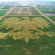 Orzeł z kaszubskiego lasu coraz bardziej widoczny. Zobacz wyjątkowe godło ze 100