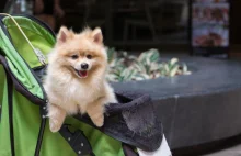 Coraz więcej ludzi decyduje się na "psiecko". "Mają ubranka, diety i rodziców"