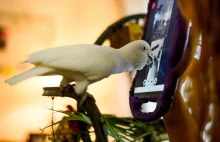 Papugi potrafią korzystać z technologii do komunikacji