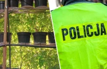 Policja rozbiła zorganizowaną grupę uprawiającą marihuanę w Polsce