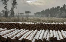 Skalę wycinki w śląskich lasach można liczyć w decybelach