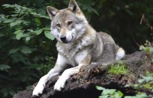 Wilk porwał swoją zdobycz i ciągnął ją przez las na Pomorzu.